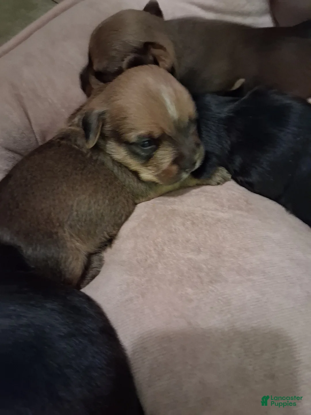 Yorkshire Terrier dogs for sale: Yorkshire Terrier Puppy 1 - Ad 1