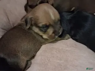 Yorkshire Terrier dogs Yorkshire Terrier Puppy 1 - Ad 22