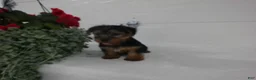 Yorkshire Terrier dogs for sale: Scout  - Ad 9