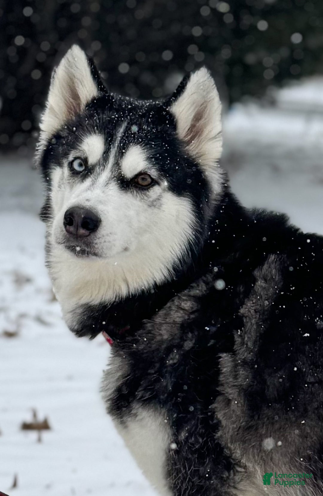 Siberian Husky dogs for sale: Siberian Husky puppy Jack Frost - Ad 6