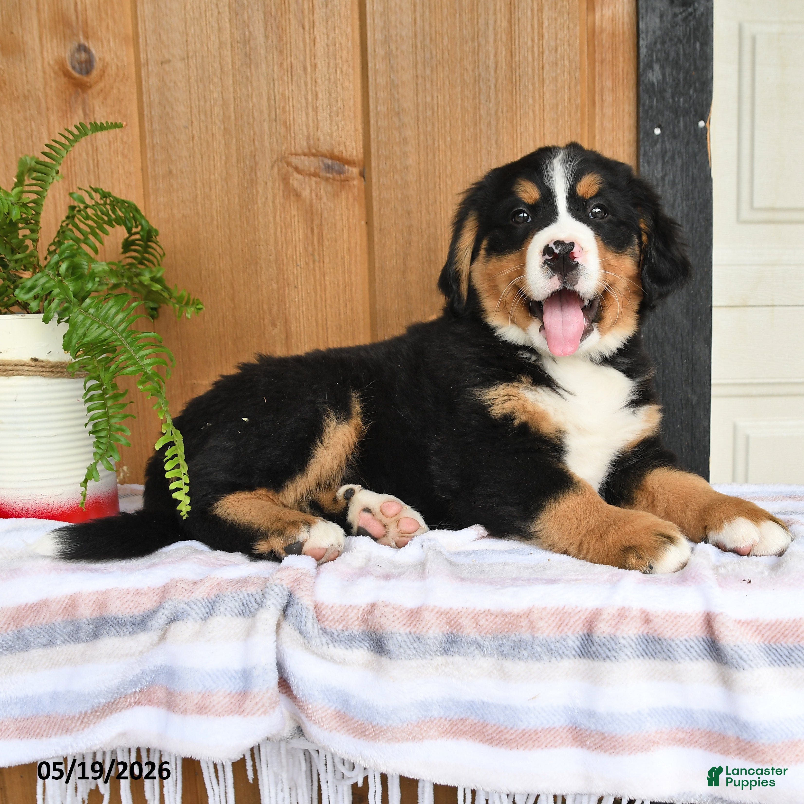 Bernese Mountain Dog dogs Pearl - Ad 2