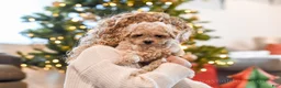 Maltipoo dogs for sale: Forrest - Ad 3