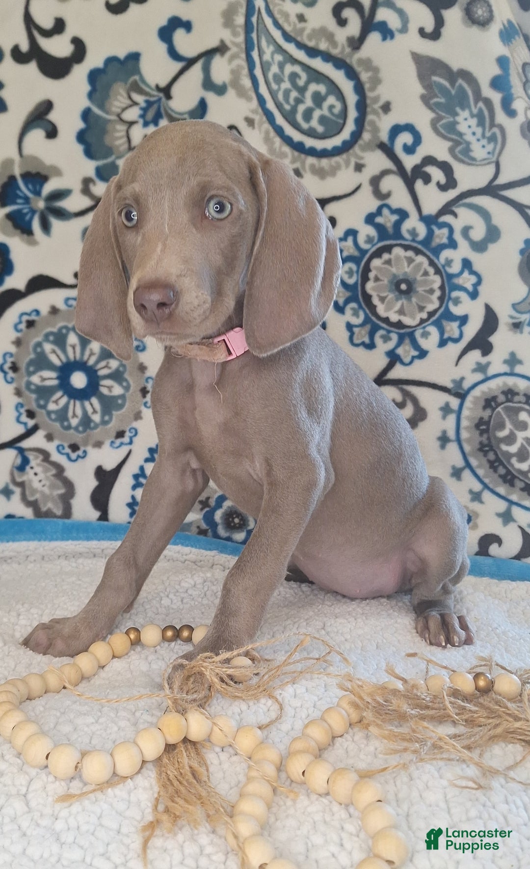 Weimaraner dogs for sale: Diamond - Ad 4