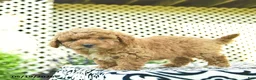 Toy Poodle dogs for sale: Buddy  - Ad 4