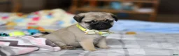 Pug dogs for sale: Prince  - Ad 3