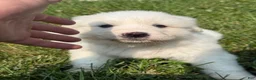 Great Pyrenees dogs for sale: Mrs Orange  - Ad 11