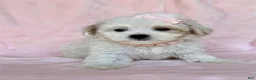 Maltipoo dogs for sale: Maltipoo 1 - Ad 2