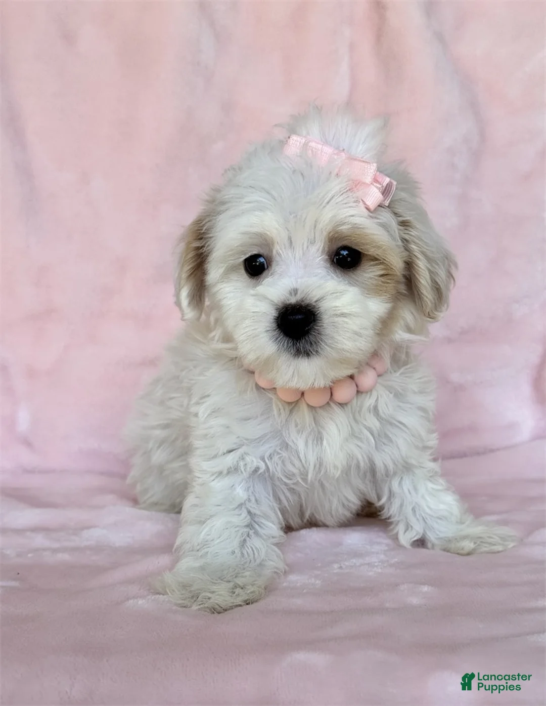 Maltipoo dogs for sale: Maltipoo 1 - Ad 2