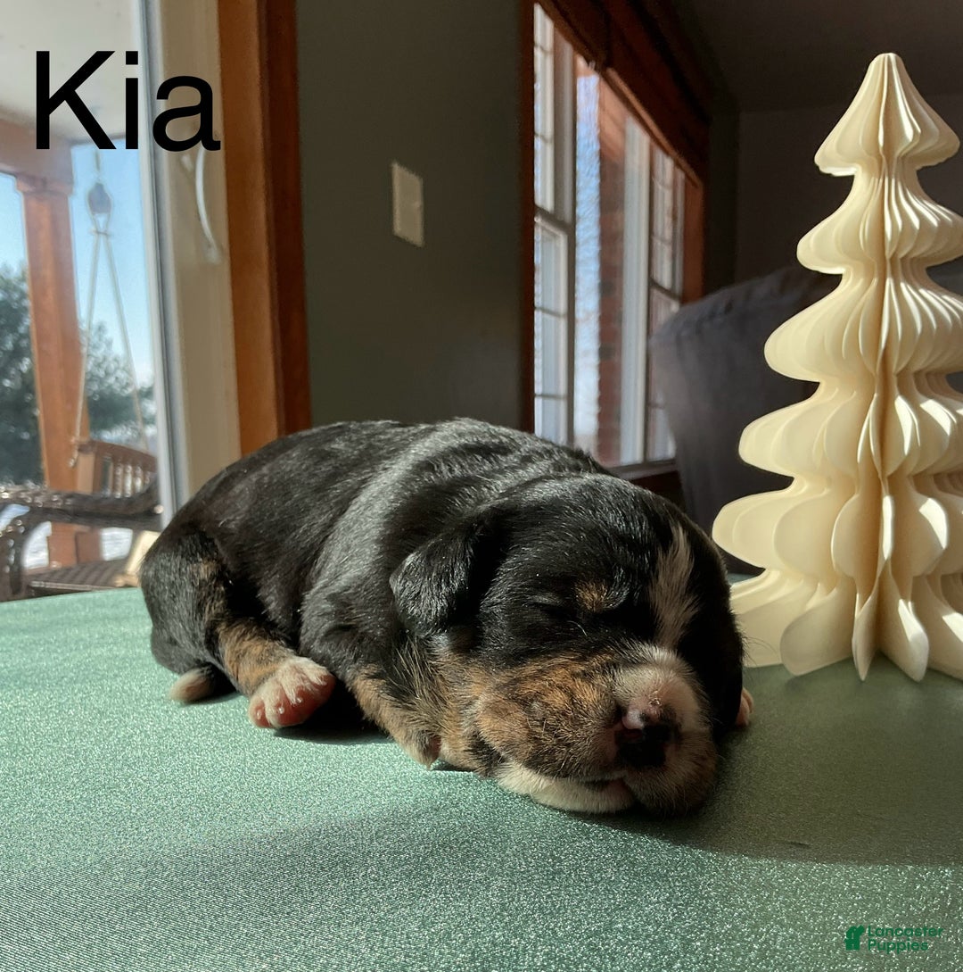Mixed Breed dogs for sale: Kia - Ad 3