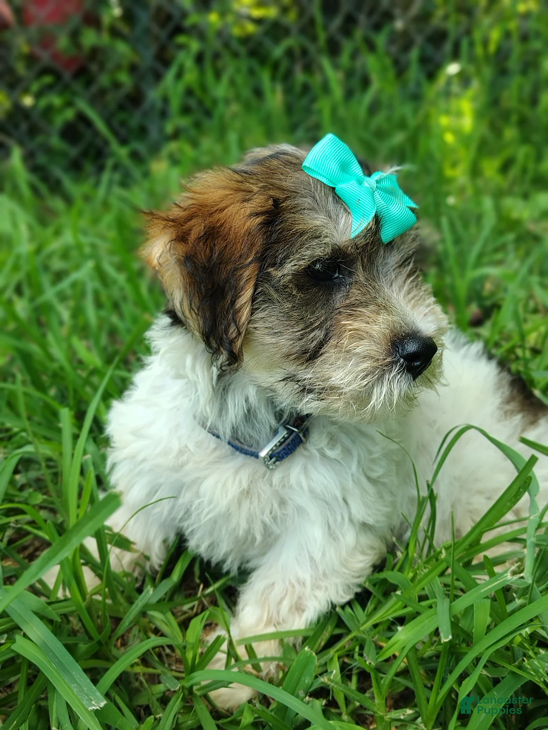 Yorkshire Terrier dogs for sale: Yorkshire Terrier 4 - Ad 2