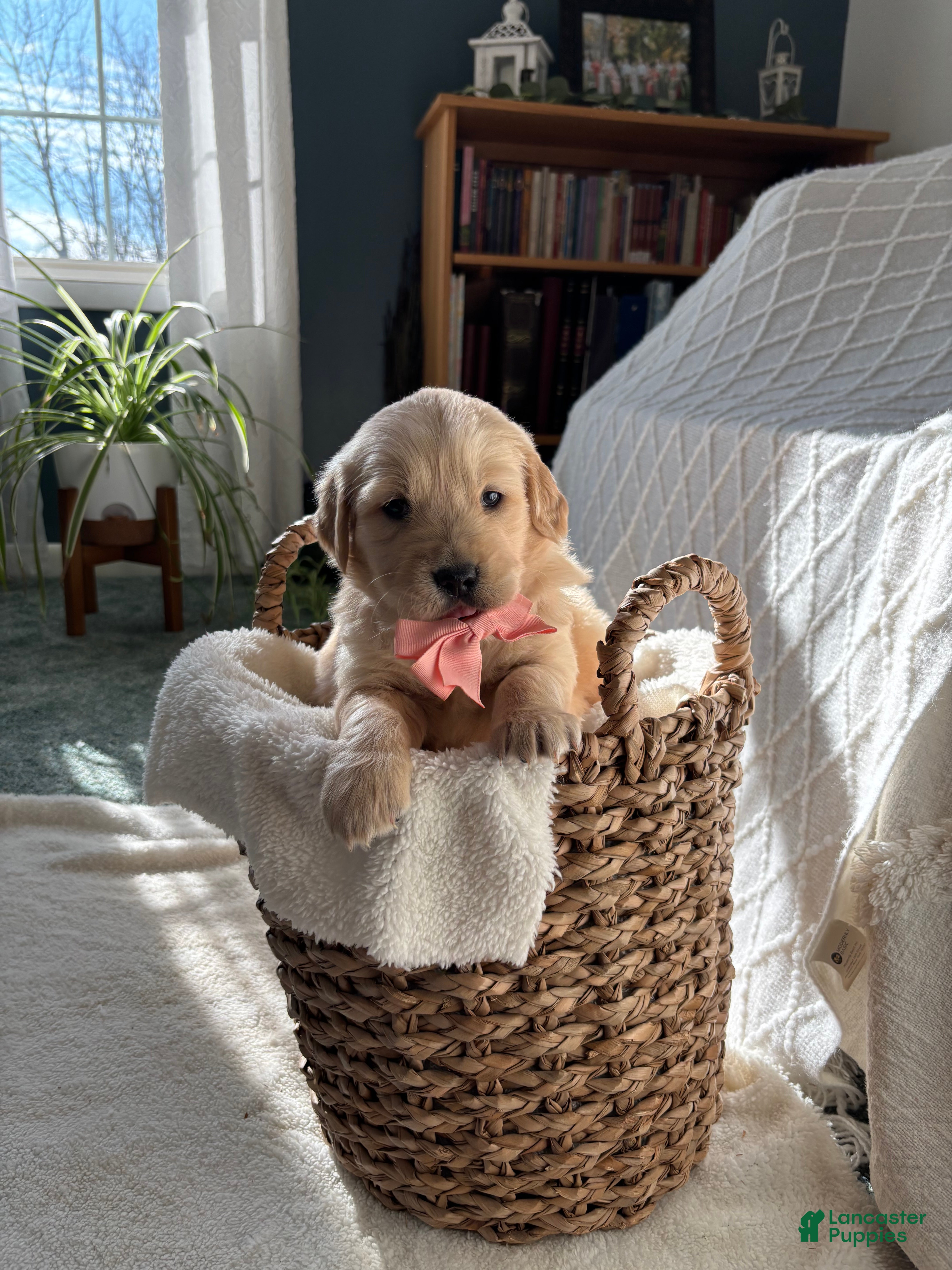 Golden Retriever dogs Mila  - Ad 11