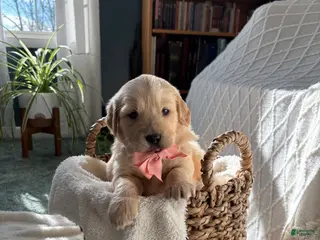 Golden Retriever dogs Mila - Ad 11