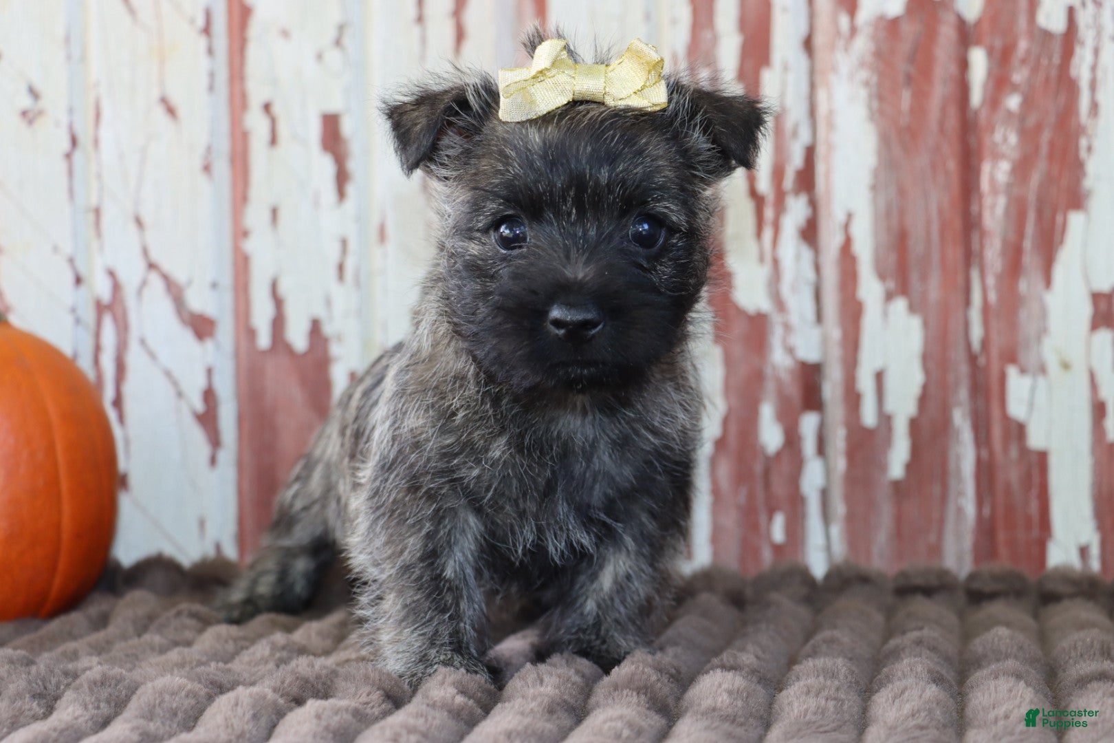 Cairn Terrier dogs Camila - Ad 1