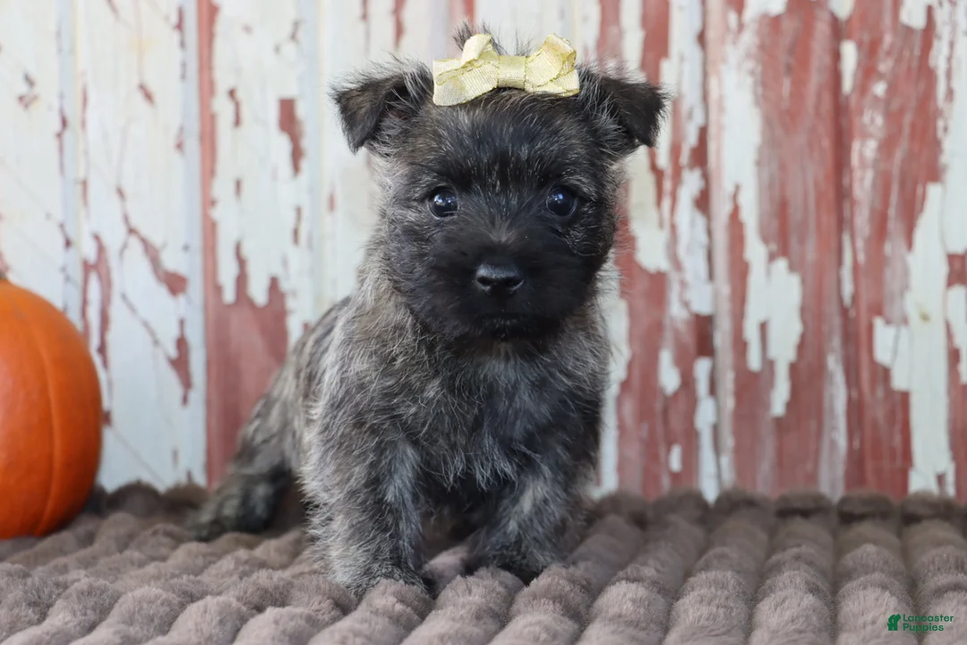 Cairn Terrier dogs for sale: Camila - Ad 1