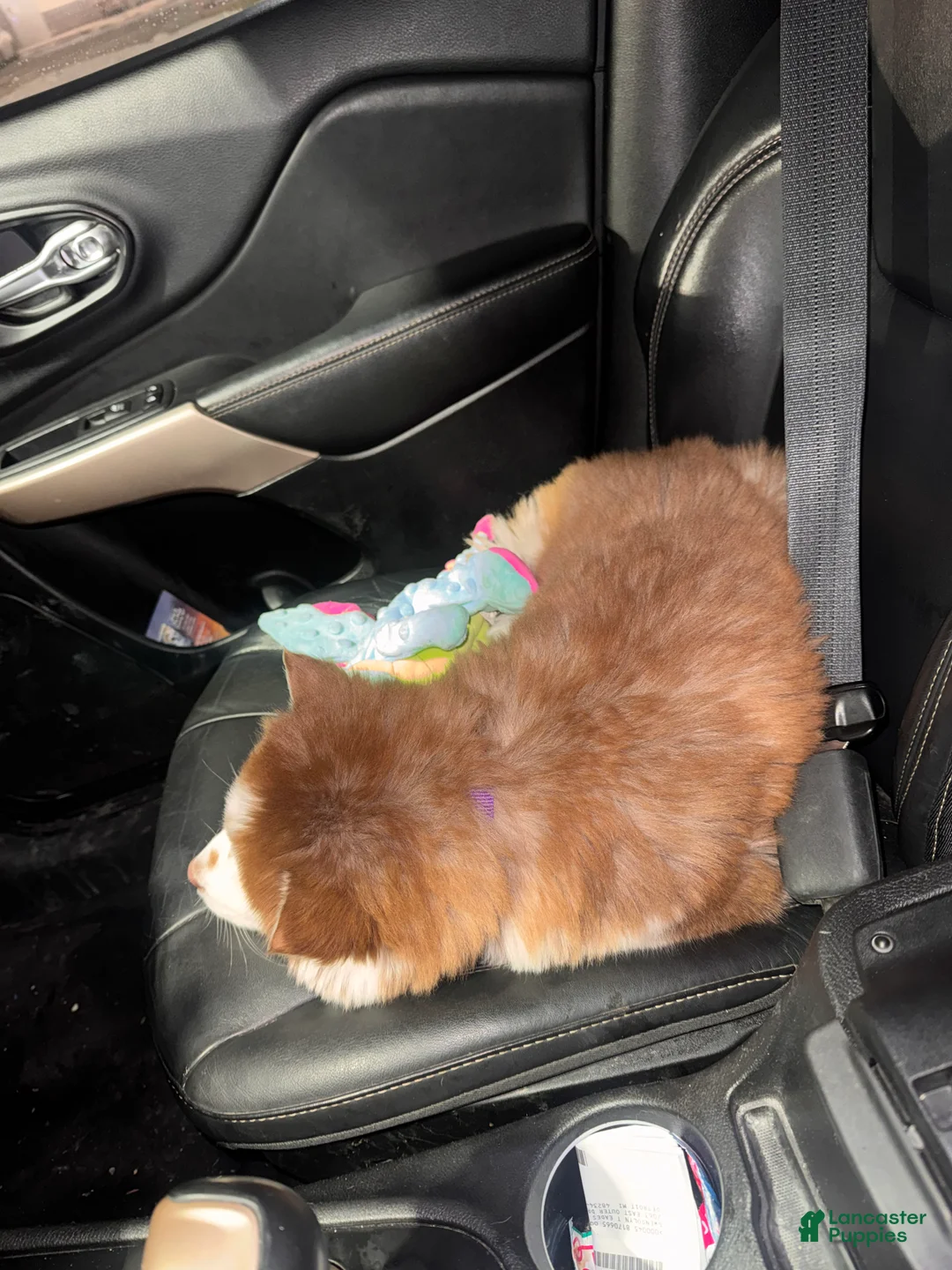 Mixed Breed dogs for sale: Mixed Breed Puppy 2 - Ad 4