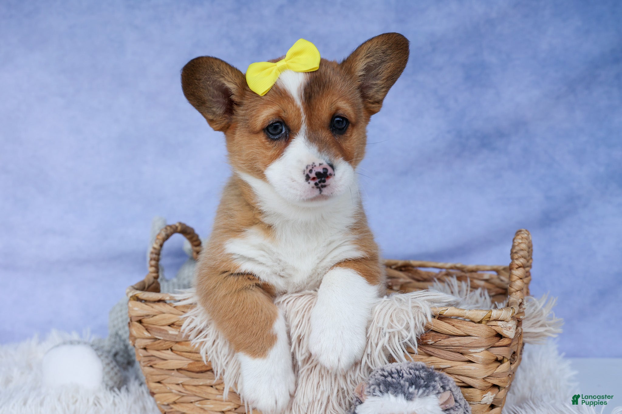 Welsh Corgi Pembroke dogs 🐾 MEET WILLA ROSE 🐶❤️ - Ad 1