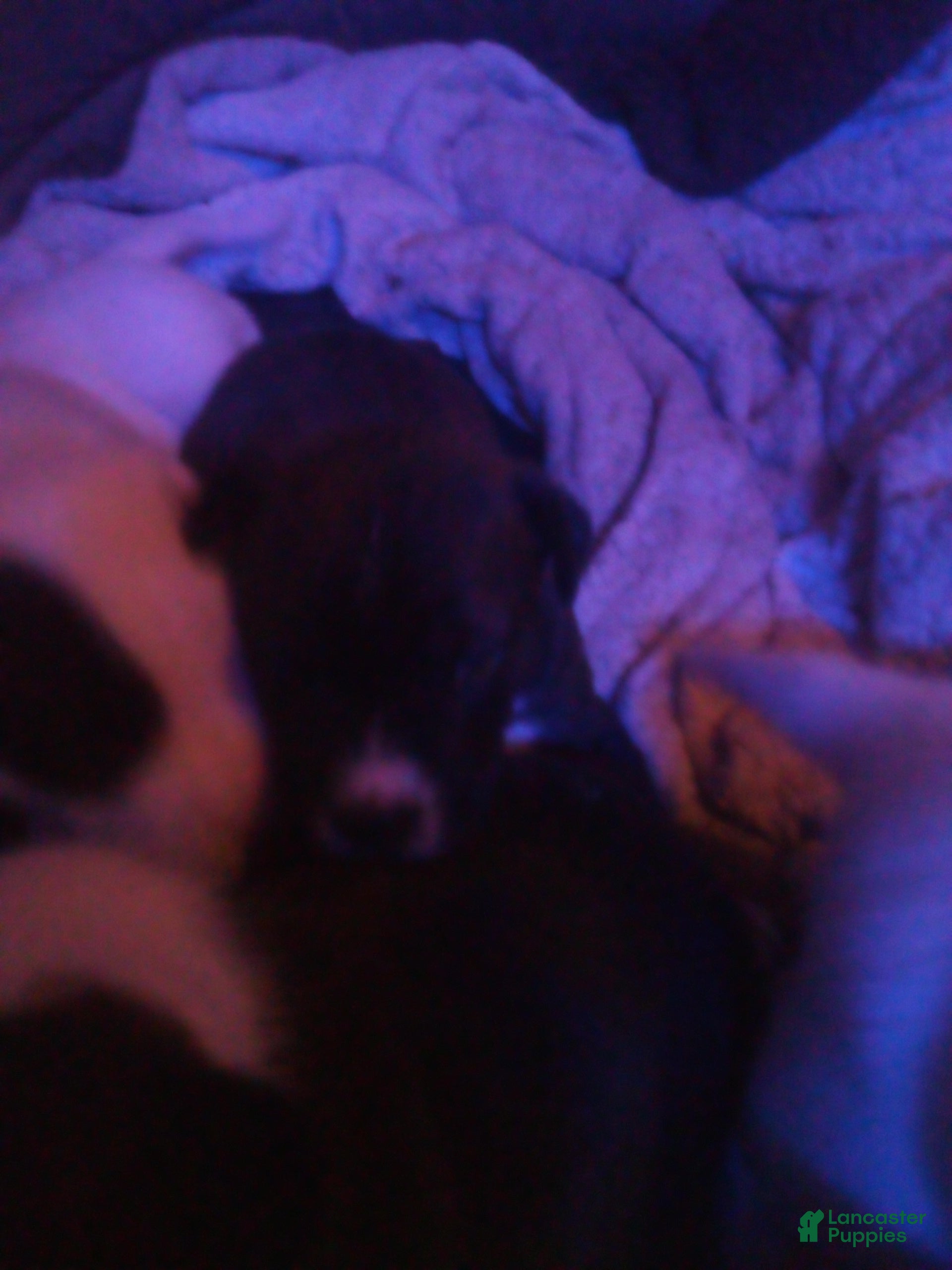 Mixed Breed dogs Mixed Breed Puppy 1 - Ad 26