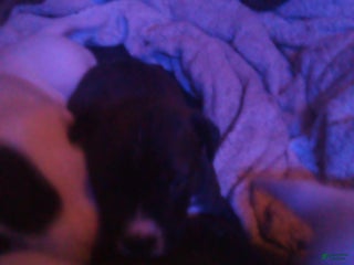 Mixed Breed dogs Mixed Breed Puppy 1 - Ad 7