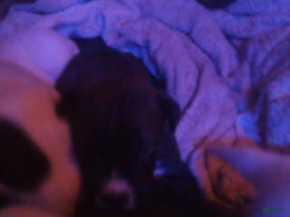 Mixed Breed dogs Mixed Breed Puppy 1 - Ad 6