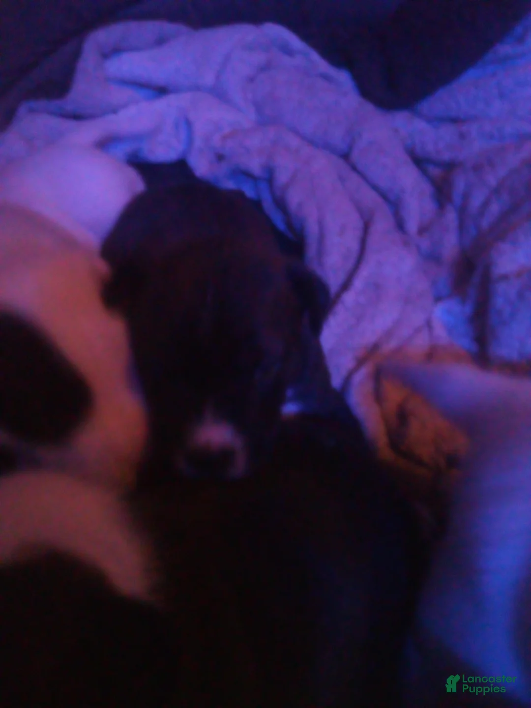 Mixed Breed dogs for sale: Mixed Breed Puppy 1 - Ad 1