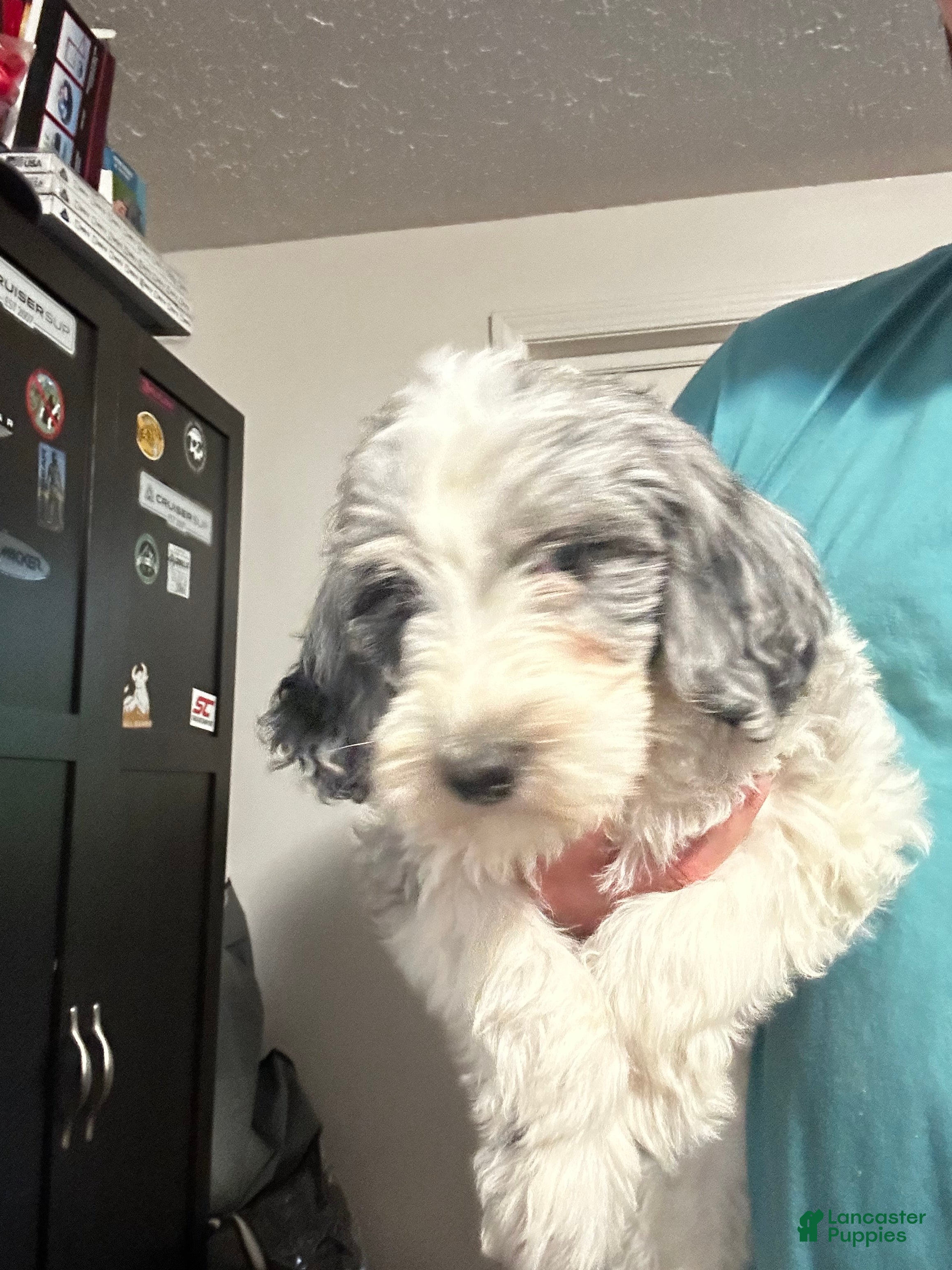 Mixed Breed dogs for sale: Diamond - Ad 2
