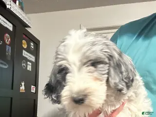 Mixed Breed dogs for sale: Diamond - Ad 2
