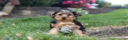 Yorkiepoo dogs for sale: Myles - Ad 4