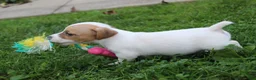 Jack Russell Terrier dogs for sale: Cooper - Ad 3