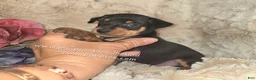 Miniature Pinscher dogs for sale:  Matt black and rust  - Ad 2