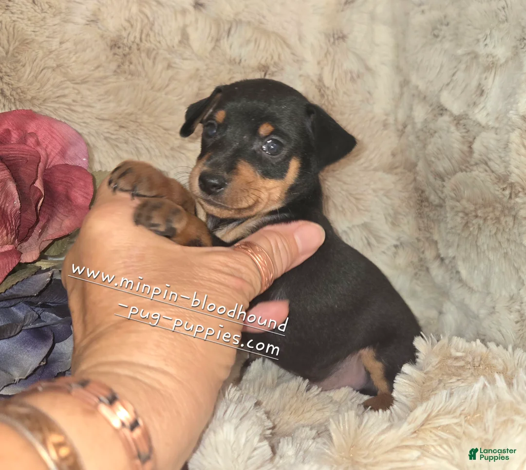 Miniature Pinscher dogs for sale:  Matt black and rust  - Ad 2