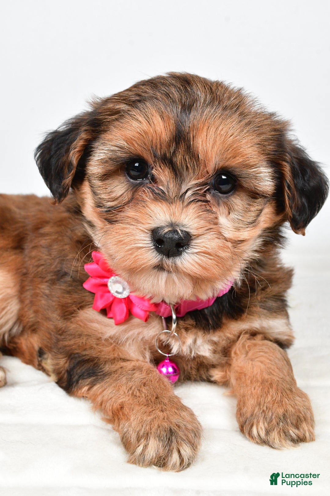 Yorkiepoo dogs for sale: Tinsley - Ad 2