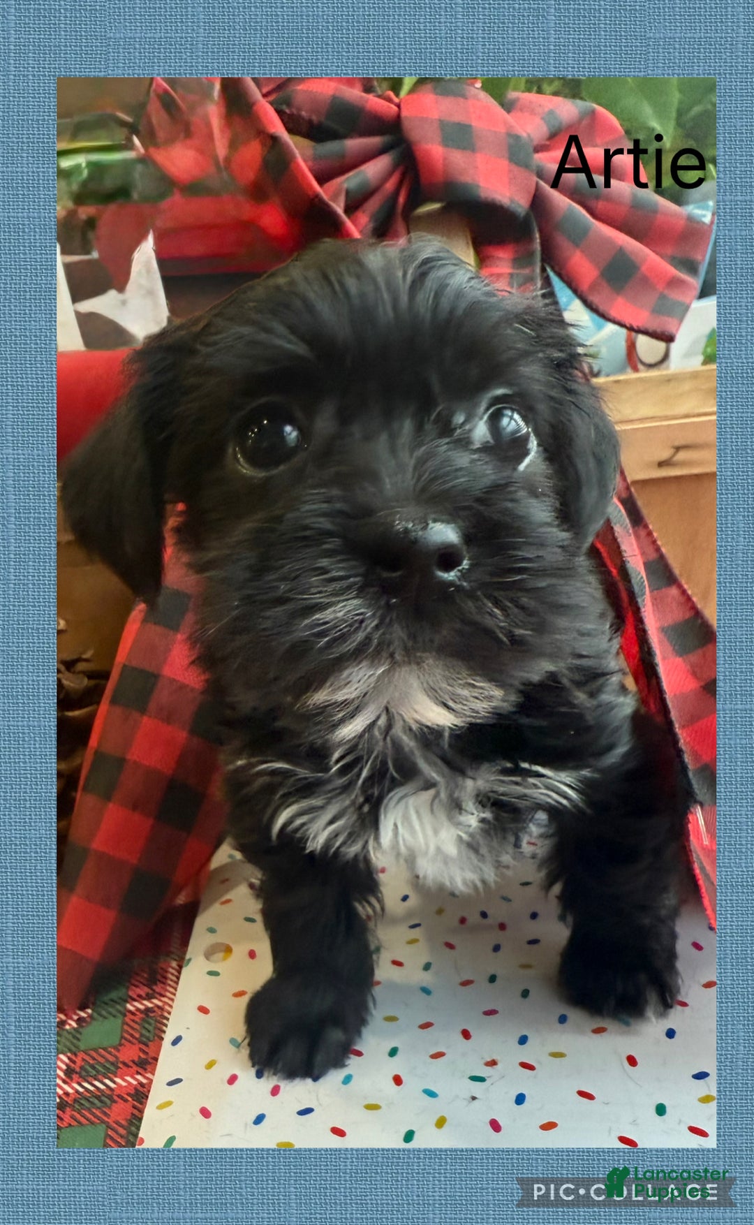 Yorkiepoo dogs for sale: Yorkiepoo litter of 5 puppies - Ad 9