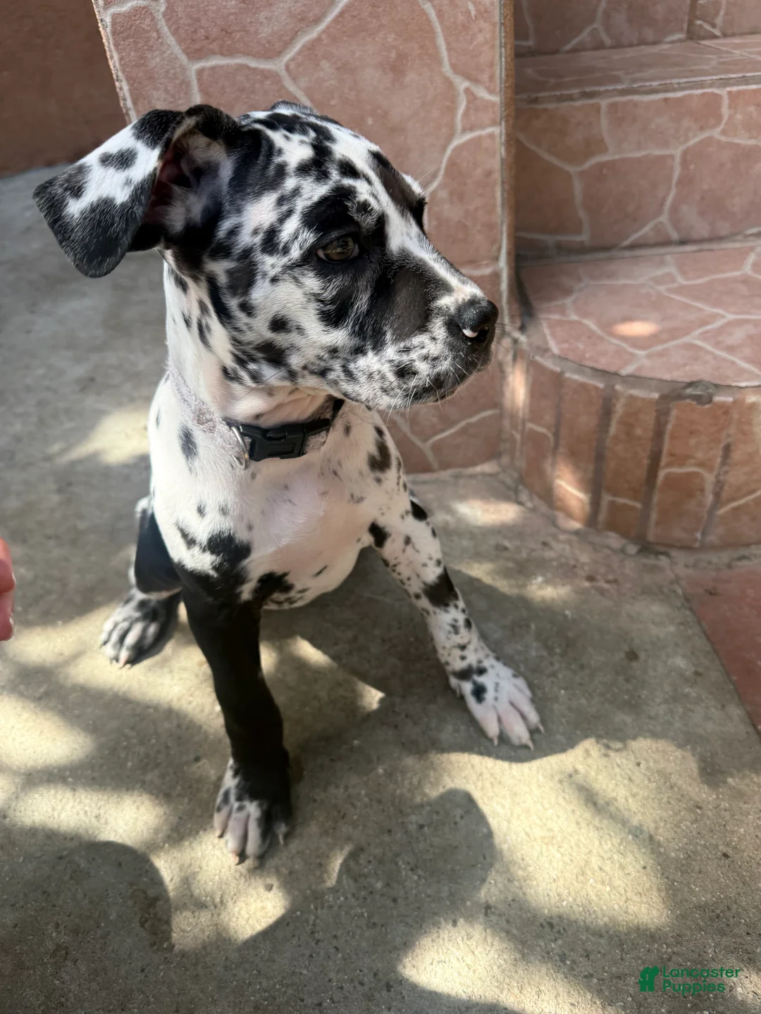 Daniff dogs for sale: Oreo - Ad 2