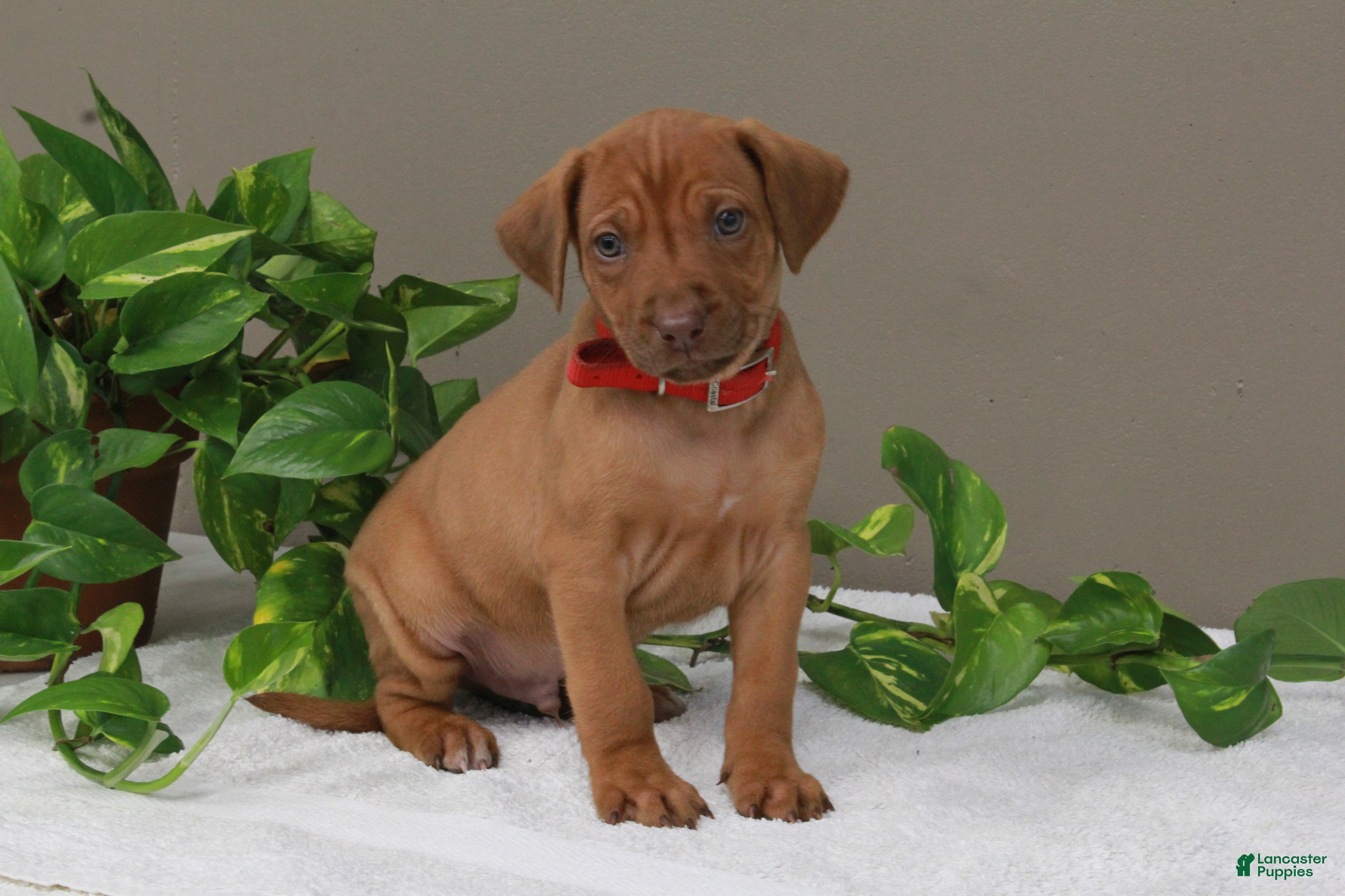 Rhodesian Ridgeback dogs Baxter - Ad 2
