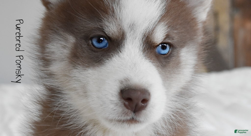 Pomsky dogs Walker - Ad 12