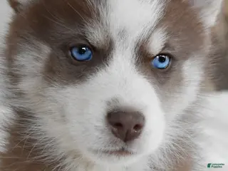 Pomsky dogs Walker - Ad 1