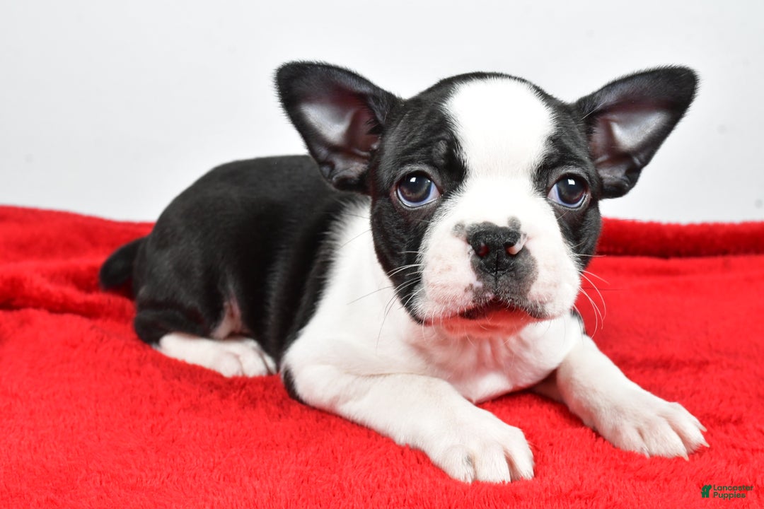 Boston Terrier dogs for sale: Hailey - Ad 4