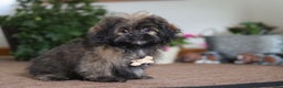 Shihpoo dogs for sale: Jona - Ad 3