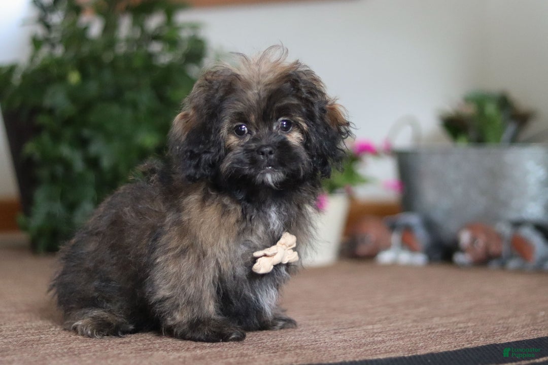 Shihpoo dogs for sale: Jona - Ad 3