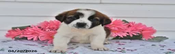 Saint Bernard dogs for sale: Brittany - Ad 1