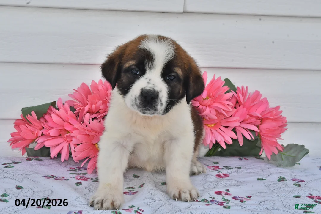 Saint Bernard dogs for sale: Brittany - Ad 1