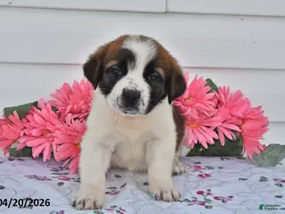 Saint Bernard dogs for sale: Brittany - Ad 2