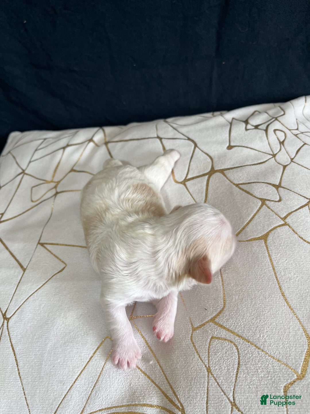 Shih Tzu dogs for sale: Oakley - Ad 5