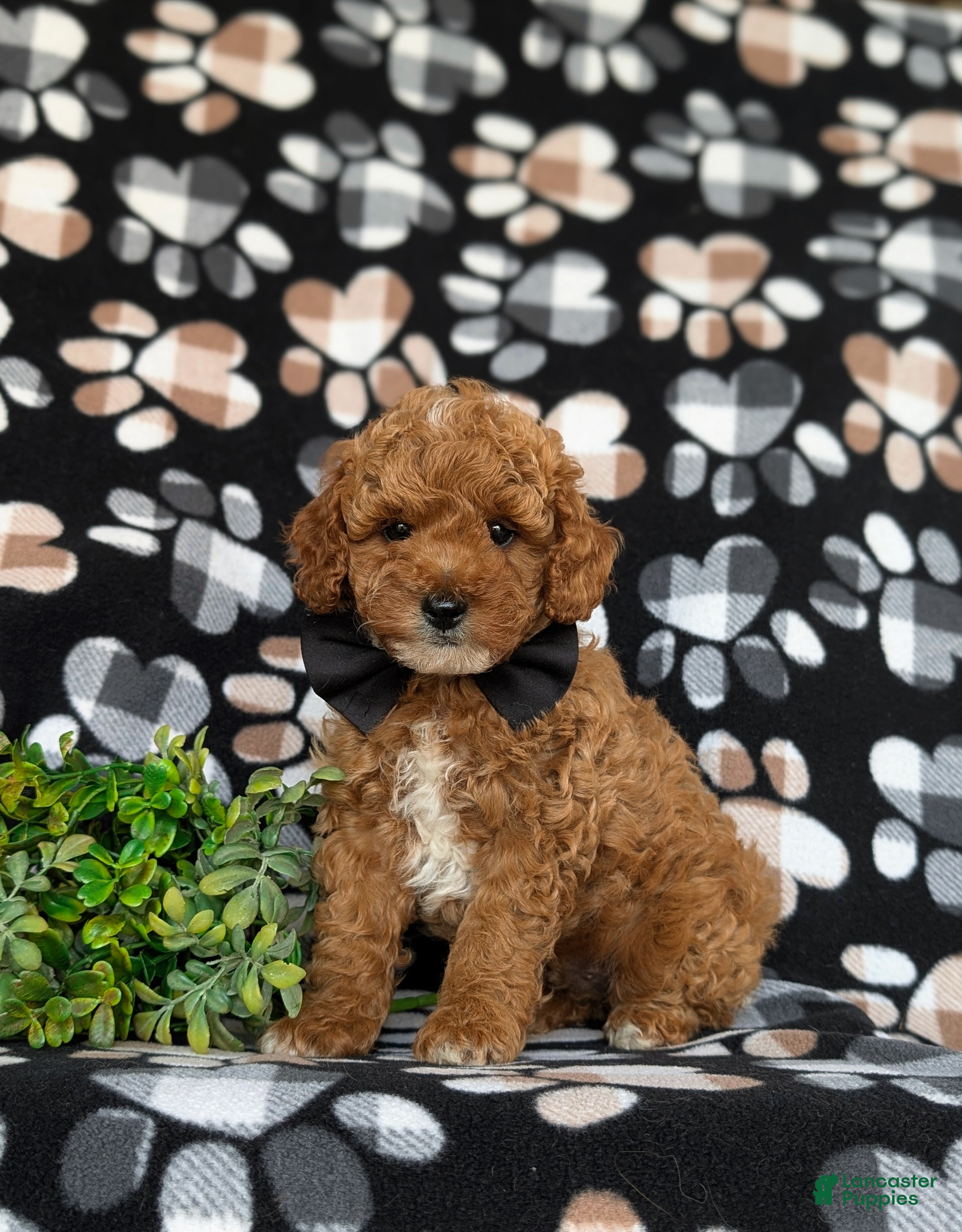 Toy Poodle dogs River - Ad 1