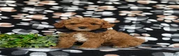 Toy Poodle dogs for sale: River - Ad 1