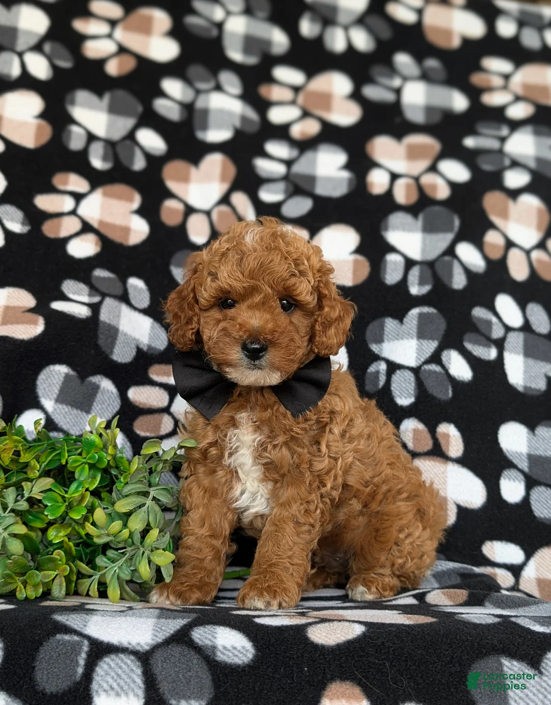 Toy Poodle dogs for sale: River - Ad 1