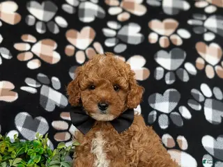 Toy Poodle dogs for sale: River - Ad 1