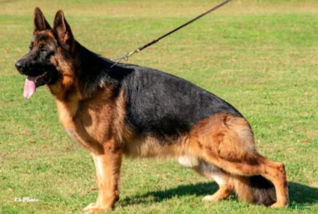 German Shepherd dogs for sale: Rocky - Ad 3