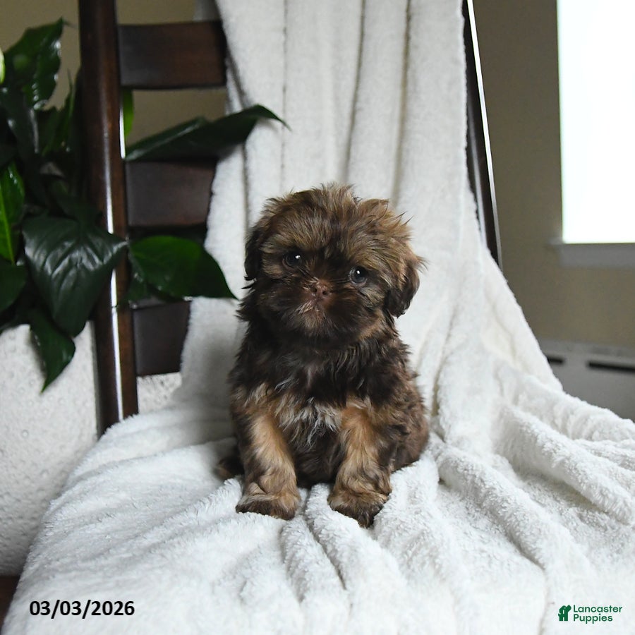 Shih Tzu dogs Whisper - Ad 2