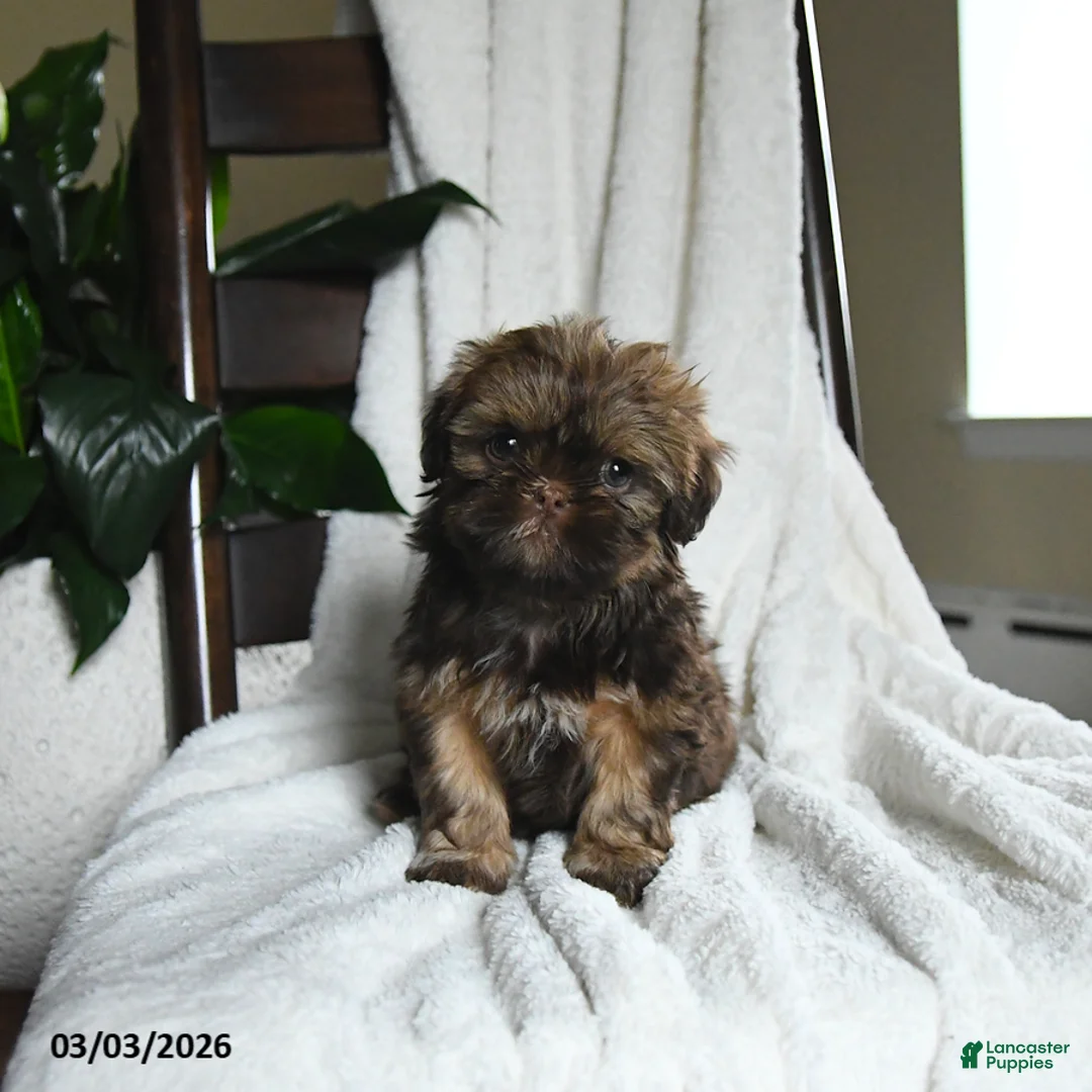 Shih Tzu dogs for sale: Whisper - Ad 2